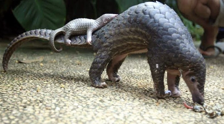 Netizens Flood Twitter Timeline With Beautiful Pics and Videos of Pangolins 
