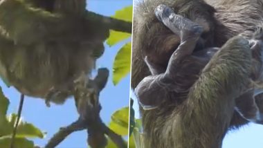 Mother Nature At Its Best! Three-Toed Sloth Giving Birth on a Tree is Amazing (Watch Viral Video)
