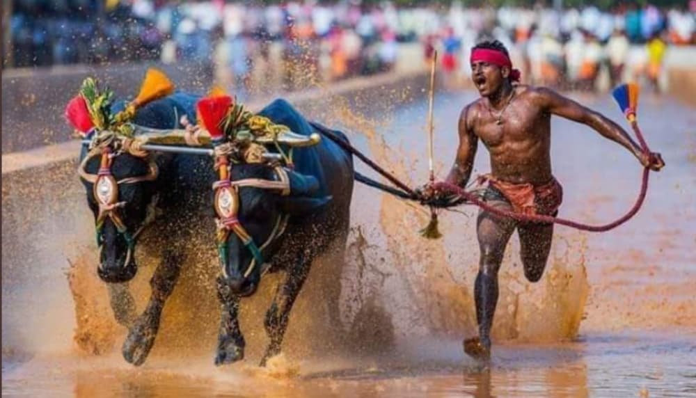 Srinivasa Gowda, Kambala Buffalo Jockey Reportedly Runs Faster Than Usain Bolt, Covers 100 meters in 9.55 secs in Muddy Field Srinivasa Gowda, Kambala Buffalo Jockey Reportedly Runs Faster Than Usain Bolt, Covers 100 meters in 9.55 secs in Muddy Field