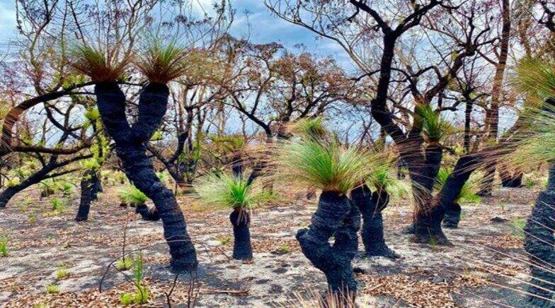 Photos of Australian Bushfires Growing After Rain Shows The Beauty And Power of Nature