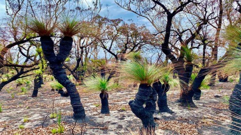 Photos of Plants Regrowing in Australia's Burnt Out Forests After Rain Shows the Beauty and Power of Nature