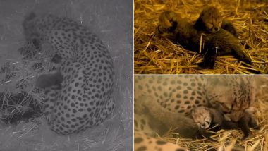 World’s First Cheetah Cubs Born Through IVF in Ohio Zoo (Watch Video)