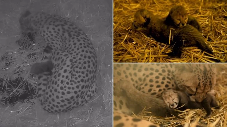 World’s First Cheetah Cubs Born Through IVF in Ohio Zoo (Watch Video)