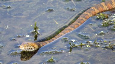 Tissss the Season of Mating! Horny Snakes Prompt Partial Closure of Florida City Park