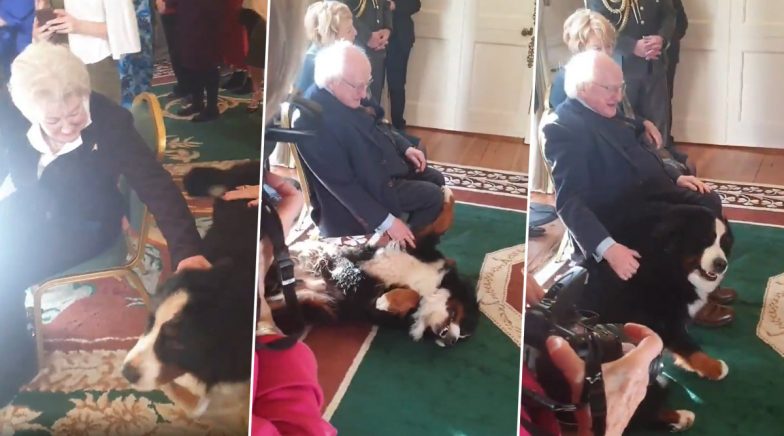 President Michael D Higgins' Dog, Bród, Takes over the Internet After Crashing Prince William