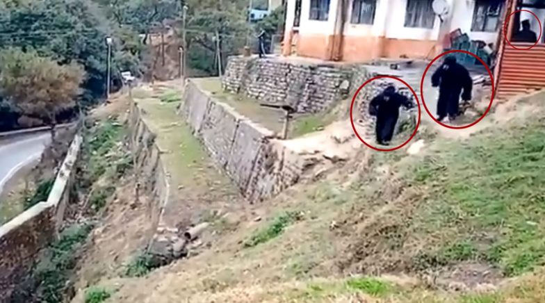 Uttarakhand: ITBP Jawans Dress as Bears to Scare Away Monkeys  (Watch Video)