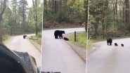 Video of Momma Bear Crossing a Road With Her 'Fluffy' Little Cubs Is Going Viral & It is Just Too Cute To Handle!