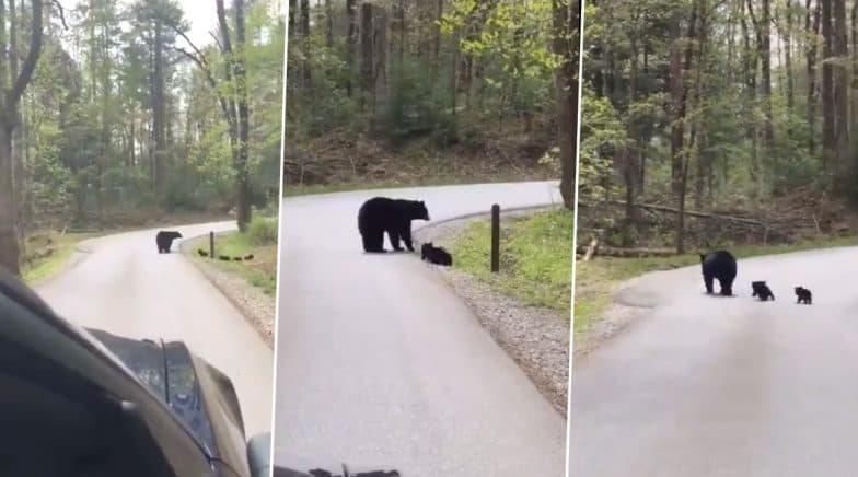 Video of Momma Bear Crossing a Road With Her 'Fluffy' Little Cubs Is Going Viral 