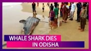 Whale Shark Washed Ashore The Coast Of Sonapur Beach In Odisha, Dies
