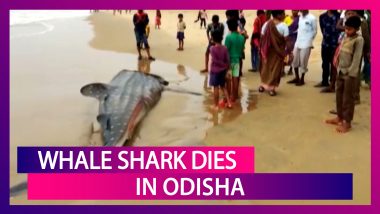 Whale Shark Washed Ashore The Coast Of Sonapur Beach In Odisha, Dies