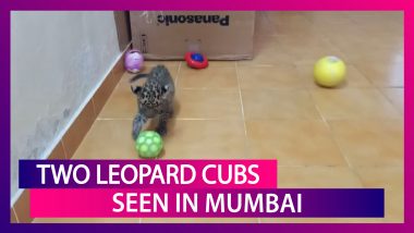 Two Leopard Cubs Seen Playing At The Sanjay Gandhi National Park In Mumbai