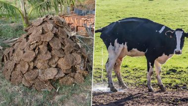 UP: Cow Dung-Based Products to be Produced in Cow Shelter Homes in Pilibhit