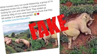 Fact Check: Did Drunk Elephants Actually Get High on Corn Wine and Pass Out in Yunnan Province After Looking for Food? Here's the Reality Behind The Cute Viral Picture!