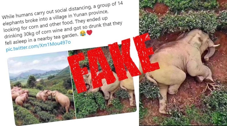 Fact Check: Did Drunk Elephants Actually Get High on Corn Wine and Pass Out in Yunnan Province 