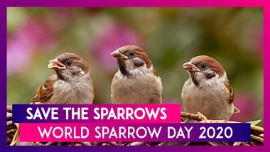 World Sparrow Day 2020: How to Save These Birds From Disappearing
