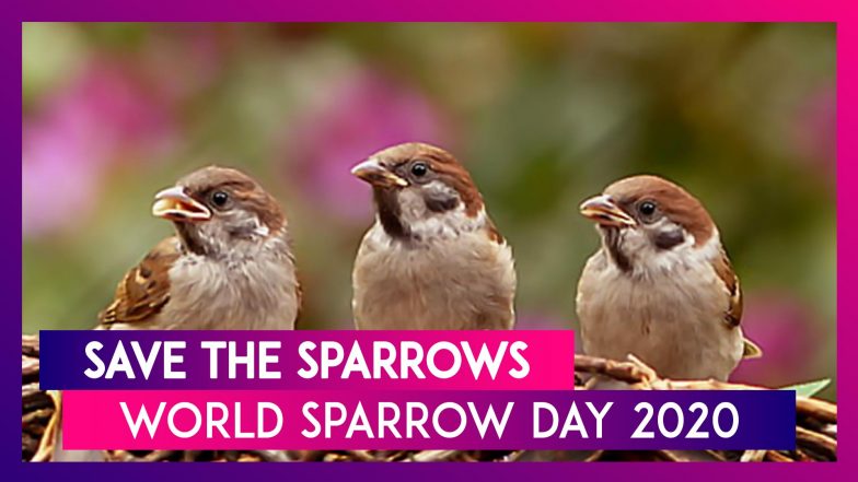 World Sparrow Day 2020: How to Save These Birds From Disappearing