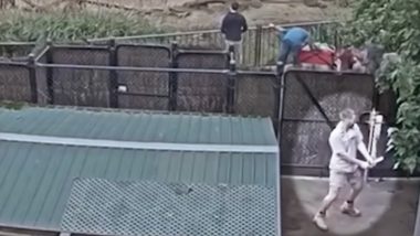 Australian Zoo-Keeper Dances His Heart out in a Viral Giraffe Live-Stream Video! We Bet It Is the Best Thing You Will See During Self-Quarantine