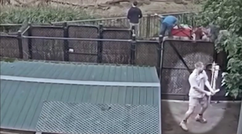 Australian Zoo-Keeper Dances His Heart out in a Viral Giraffe Live-Stream Video! 