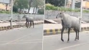 Wild Animals Explore Deserted Streets in India as Humans Under Coronavirus Lockdown (Watch Video)