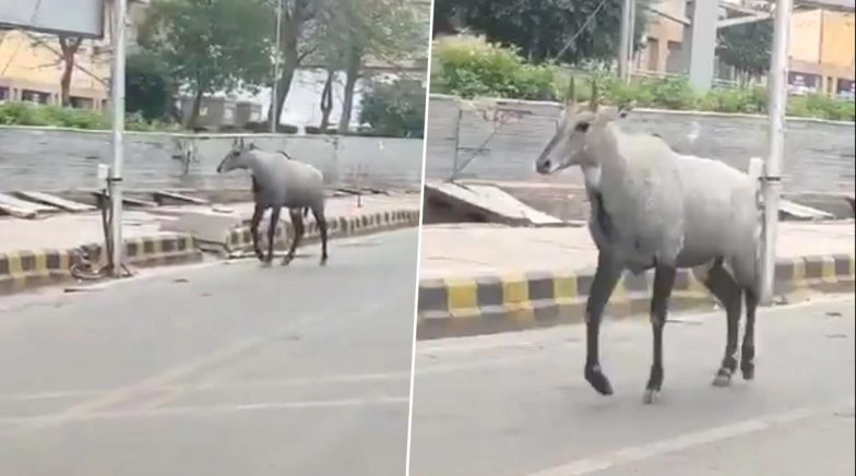Wild Animals Explore Deserted Streets in India