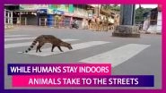India Under Lockdown: While Humans Stay At Home, Animals Take To The Streets