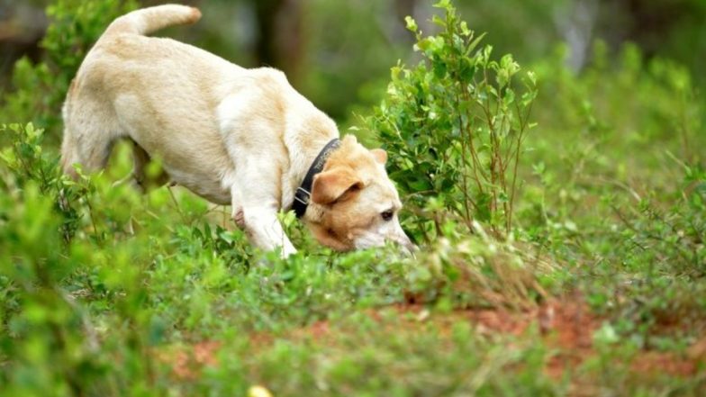 COVID-19 Sniffer Dogs Are Here! Finland's Helsinki Airport Deploys Dogs to Sniff Out Novel Coronavirus in Travellers on Trial Basis (Watch Video)