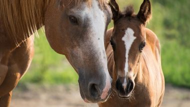 Five Horses Suffering From Glanders Euthanised in Mahisagar District of Gujarat to Contain Spread of Bacterial Disease