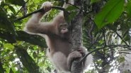 Albino Orangutan, World's Only Such Primate Spotted in Borneo Rainforest