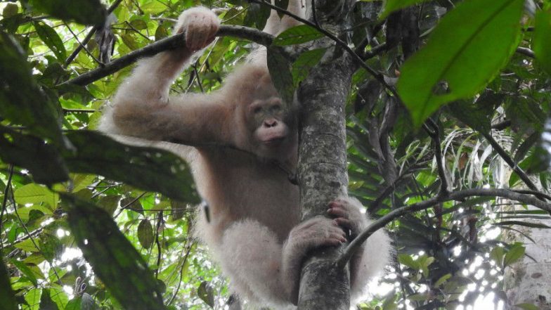Albino Orangutan, World's Only Such Primate Spotted in Borneo Rainforest