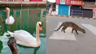 Civet in Kerala to Dolphins And Swans in Italy, Watch Videos of Animals And Birds Roaming Freely During Coronavirus Lockdown