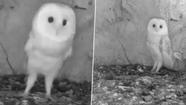 Baby Owl’s Petrified Reaction on Hearing Thunderstorm for First Time Goes Viral, Memes and Cute GIFs Flood Twitter (Watch Video)