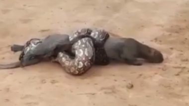 Boa Constrictor Wraps Around Wild Cat in Argentina, Gets Rescued (Watch Scary Video)