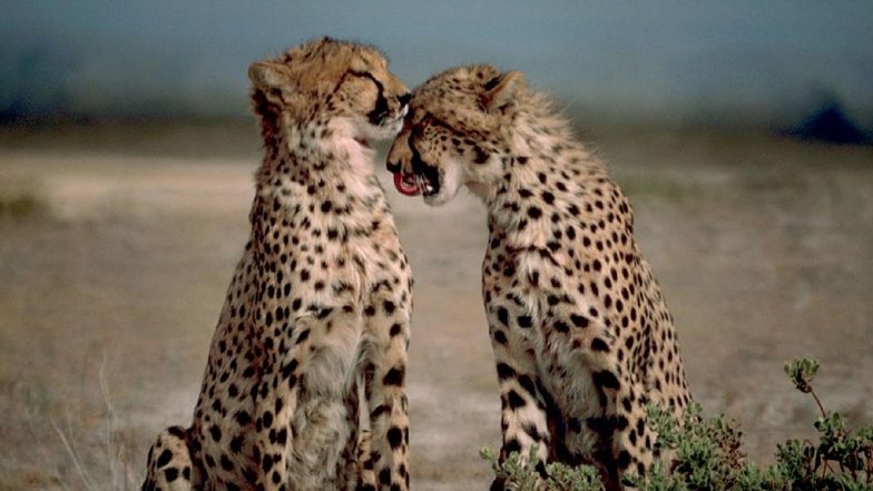 Cheetahs to Be Reintroduced in India After 70 Years of Being Declared Extinct