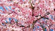 Famed Cherry Blossoms at Wuhan University Live-Streamed Online Amid Coronavirus Lockdown; Viewed by Thousands (See Pictures and Video)