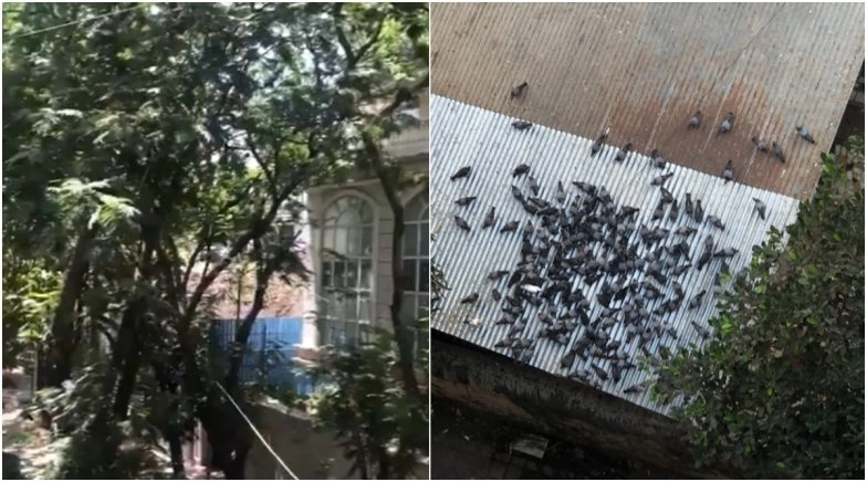 Twitterati Share Pics and Videos of Birds Chirping Throughout the Day on Janata Curfew