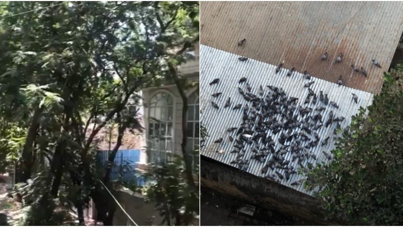 Birds Chirping Throughout the Day as Nation Observes Janata Curfew Has Got Twitterati Chirpy Too (Watch Pics and Videos)