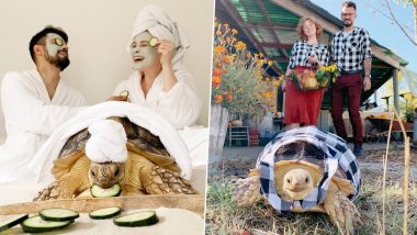 Californian Couple Match Their Clothes With Pet Tortoise and The Pictures Are Too Adorable!