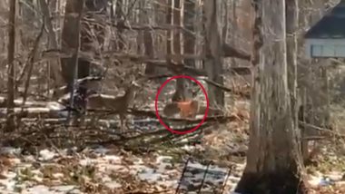 Deer Wearing Hunter’s Blaze Orange Vests Spotted in Mishawaka Woods, Video Goes Viral