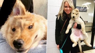 Rae, the 'Golden Unicorn' Puppy with One Ear on Her Head, Is Now an Instagram Star We Can't Get Enough Of!