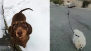 Quarantine Time With Pets: From Happy Dog Spraining Tail From Excessive Wagging to Man Using Drone to Walk Dog, 5 Cutest Videos on Internet to Watch RN!