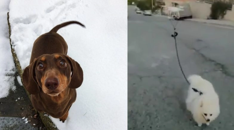 Quarantine Time With Pets: 5 Cutest Dog and Cat Videos Going Viral on Internet