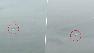 Dolphins Spotted Off Mumbai Coast Again Amid Nationwide Lockdown Due to Coronavirus (Watch Video)