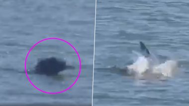 Dolphins Spotted Near Mumbai's Marine Drive as Crowds Lessen Due to Janata Curfew (Watch Videos)