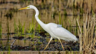 Aligarh: 100 Cattle Egrets, Crows Found Dead Under Mysterious Circumstances