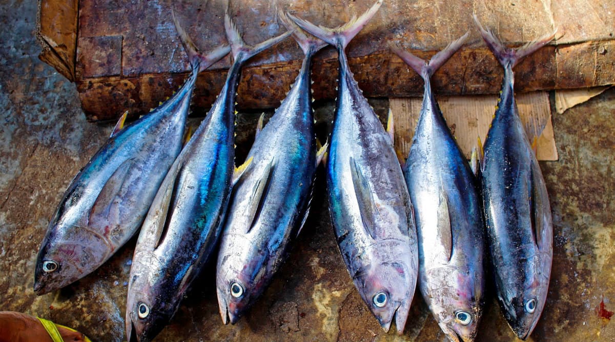 West Bengal Govt Starts Selling Fish Online to Beat Price Rise Amid Coronavirus Lockdown West Bengal Govt Starts Selling Fish Online to Beat Price Rise Amid Coronavirus Lockdown