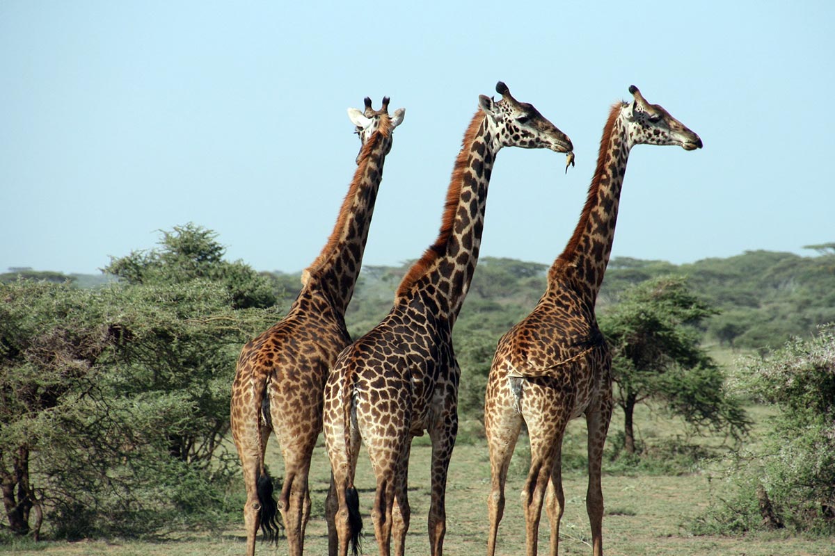 Giraffes in Tanzania | World Wildlife Day 2020: Photos of Majestic Wild ...