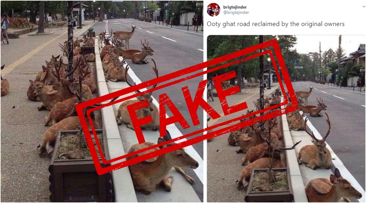 Fact Check: Ooty Ghat Road Reclaimed by Herd of Deer? Know Truth Behind The Viral Image Fact Check: Ooty Ghat Road Reclaimed by Herd of Deer? Know Truth Behind The Viral Image