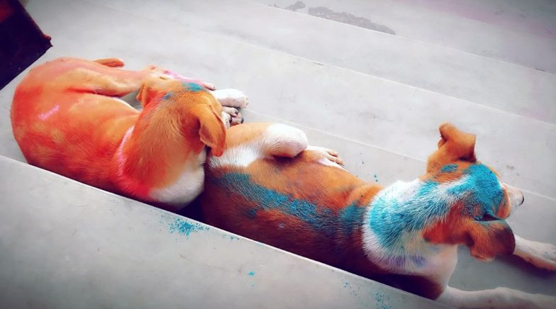 Holi 2020 Pet Care: How to Have a Safe Holi With Pets