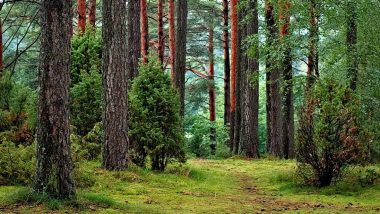 Odisha Govt Approves Rs 903 Crore Annual Action Plan for Afforestation