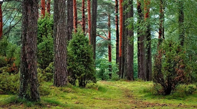 MZU Students Trek 2–3 KMs Through Forested Area, Climb Hilltop To Get Internet Connectivity